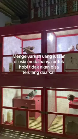 #merpatikolong #merpatikolongbebas #xybca 