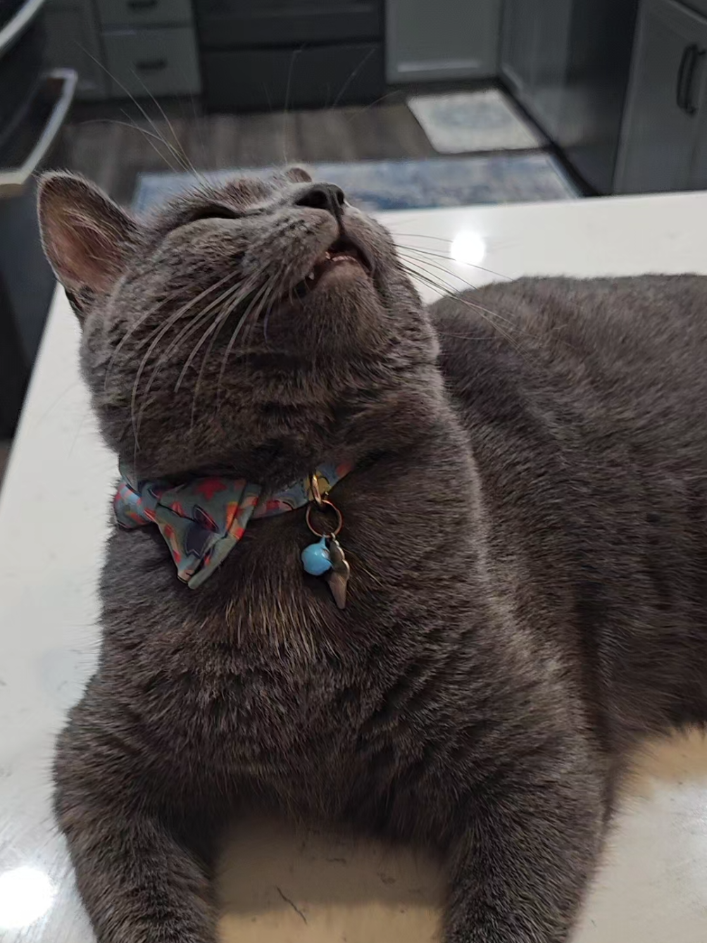Bluey is so cute.  Do you agree? #cat #cute ##cattok #pets #Titantheshepherd 