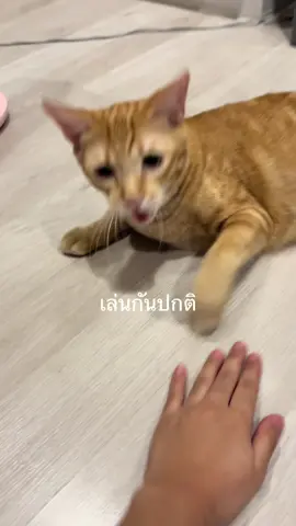 กี่โมง55555#แมวเป้า #แมวส้ม #บีนกับถั่ว#แมว 