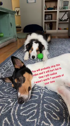 AM I WORTH A FOLLOW? 🐶🥺 #finleyandjosie #petslife🐶 #dogtoker #dogfyp #viraldogs 