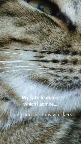 My cat's features that I admire...  #cat #catlover #adorable #pet #handsome 