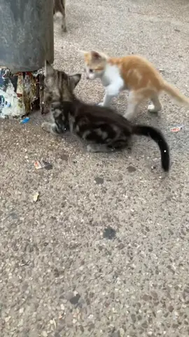 Kitties🥺 #catsoftiktok #kittens #kittenlove #fyp #funnycats #kittensoftiktok