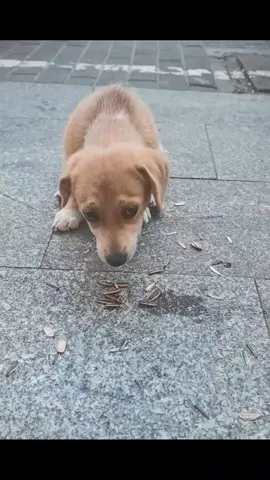 Poor hungry stray dog 🥺 #pet #xuhuong #fyp #trending #dog #dogsoftiktok #PetsOfTikTok 