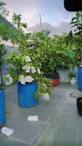 Nơi đây cảnh vật hữu tình🤭em lên bao ổi đợi ngày mút ban🫣