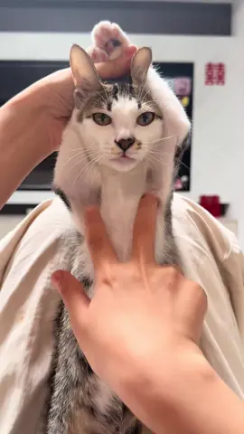 Gì zậy chời #cat #meow #CapCut #Meme #MemeCut #fyp #fypシ #xuhuongtiktok #dog #boss #funny #xuhuong #dangyeu #viral #cute #trending #Love #cưng_xỉu #báothủ 