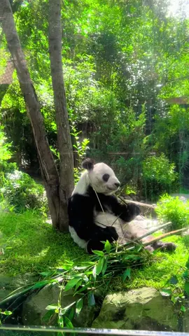 Buenos días desde el Centro de Conservación de la Vida Silvestre de Chapultepec, les desea la panda XinXin #parati #XinXin #panda #Chapultepec #zoo #cdmx 