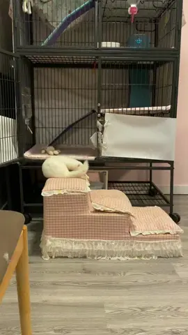ferret stuff #ferret #mink #angora 