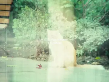 BELLAKEO BE BE BELLAKEO 🗣️ #bellakeo #youngcister #miau #colombia #trend 