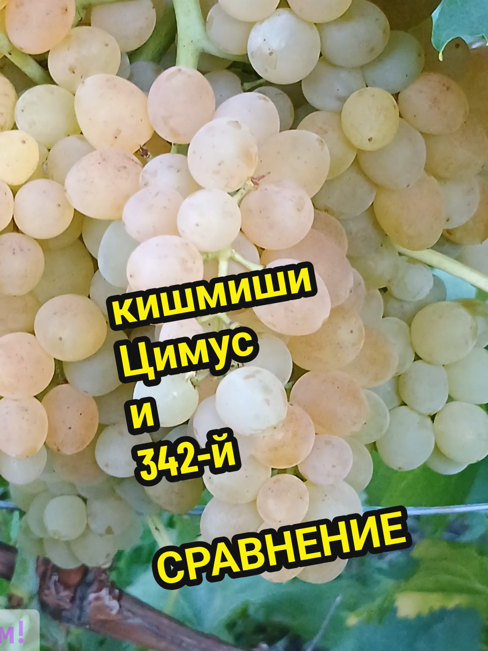 в первых числах августа созревают кишмиши Цимус и 342-й (Венгерский), сравниваем эти гибридные формы #виноград #кишмиш #uva #grapes #seedless 