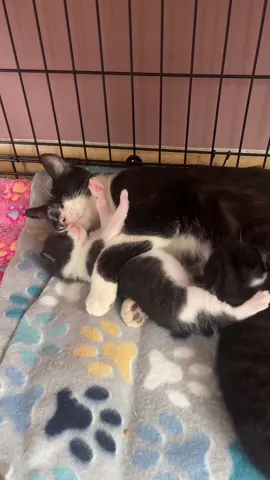 too bad he cant eacape #fosterkittens #fosterkittensoftiktok #rescuekitten #rescuekittens 