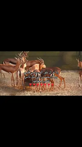 ما درى إني صاحي للهجاد وللصبـاح قاعد بفكري وأعرف الديـار وسوقهـا🦌#احبهااا #متعوب_على_الصوتيه_والتصميم_والله#غزال #سعود_الجوزاء_المري #بدون_موسيقى 