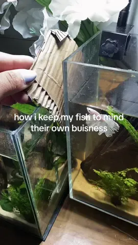 #fypシ #fyp #cute #bettafish #bettatok 