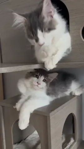 Nothing but love❤️❤️❤️❤️❤️❤️❤️❤️ #Mainecoonfamily #Mainecooncat #Mainecoonlovers #Mainecoonlove