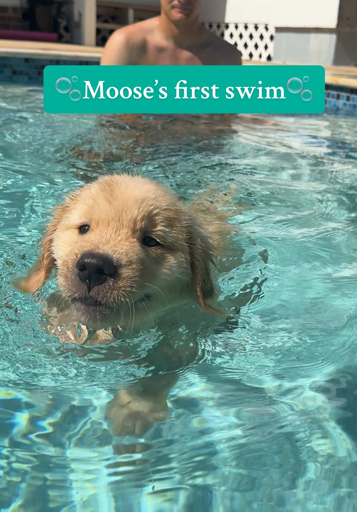 My first swim ever!! My mommy thinks I was born a fish 🐠 #dogswimming #waterdog #puppylife #dogmom #puppytiktok #petcontent #fyp #pet #goldenretrieverlife 