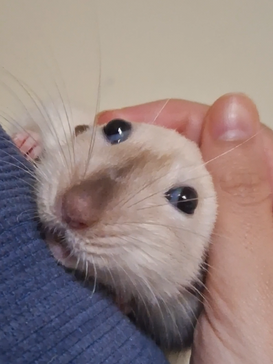 Boggling!!! Remi loves when i give him cuddles and head pats♥️♥️♥️ #rats #rat #ratsoftiktok #smallpets #ratmom 