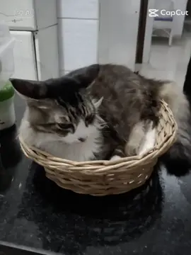 Foi abduzido por alienígenas e agora é preso pela polícia... hmm, o que vem a seguir? 🤣 #地球から旅立つ日 #gato  #gatossoftiktok #ai #fyp #parasuapágina #fyp  viral #fypppppppppppppppppppppppppp  #fypageシ  #bicho  de estimação #capcut