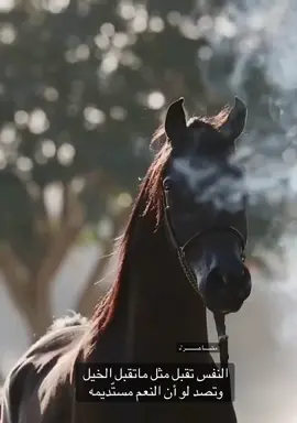 مدغم ابوشيبه ..   #اكسبلورexplore #مشاعر #مدغم_ابوشيبة #ابيات_شعر #خيل_وخياله🐎 