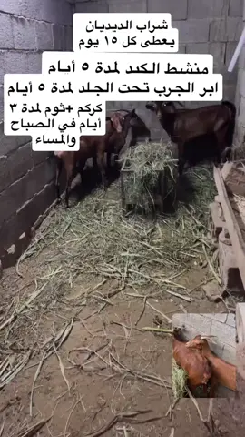 طريقة علاج الغنم الهزيل 