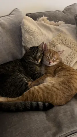 His favourite move is the kangaroo kick 🦘  #cat #catvideo #funnycat #cutecat #foryou 
