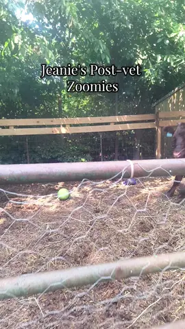 Had to get some antibiotics for an udder injury today and checked up on her baby! She was less than enthused 😅