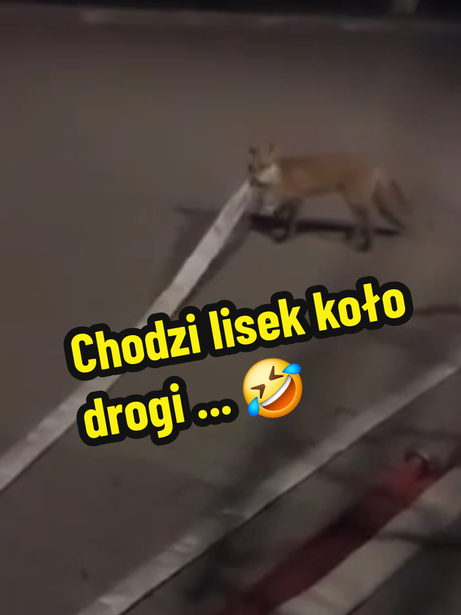 Chodzi lisek koło drogi...😄 #straz #strazpozarna #psp #osp 