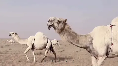 #كسبلور_explor #fypシ #fyp #foryou #foryoupage 