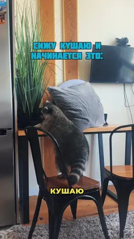 Факт 1. Еноты настоящие воры. Они любят красть и лазить даже у вас в карманах 🦝😎 | #енот #животные #racoon 