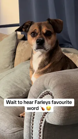 Nobody has chicken without Mr Farley knowing 😂 🍗  #puppy #puppydog #staffypuppy #bluestaffy #staffy #dogslife #dogtok #doggolove #staffylove #puppylife #dog #dogsoftiktok 