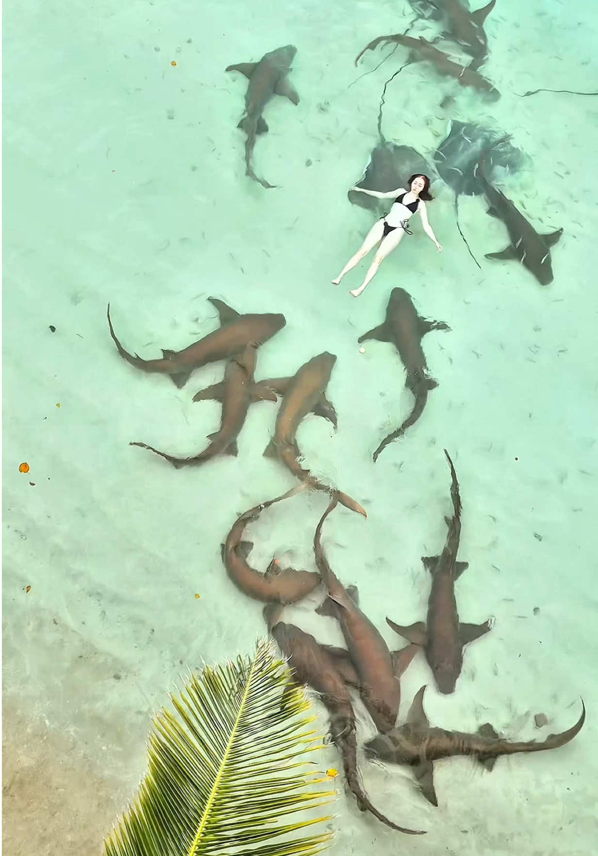 Vaavu thinadhoo shark beach. 🦈 #fypage #thinadhoo #foryoupage #shark #beach #trending #viral #viralvideos #foryou #djimini4pro #creatorsearchinsights 