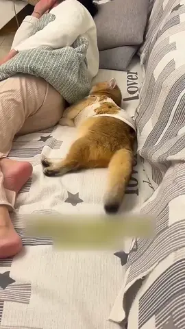 Cat Accidentally Pushes Off Its Owner From The Couch! 😂