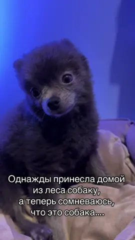 #шпиц #шпицпомеранский #милыеживотные #щенок #щеночек 