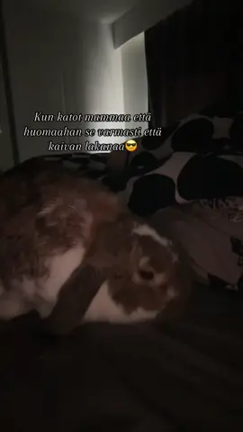 😂😂 #kani #bunnylove #hauska #rabbitsoftiktok #rabbits #suomitiktok #sinulle 