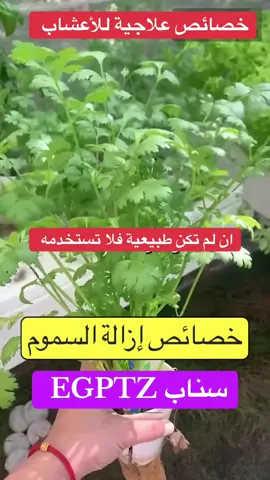 خصائص علاجية لبعض الاعشاب 