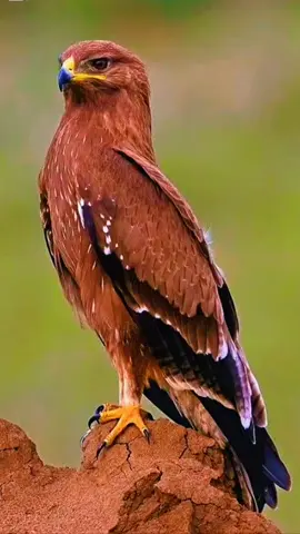 #مشاهدات_تيك_توك #اكسبلوررر #ترند_تيك_توك #السعودية #الكويت #الامارات #fyp 