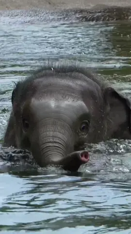Tula’s taking swim lessons  #TinyTrunkTuesday #Elephant #Swimming #OregonZoo 