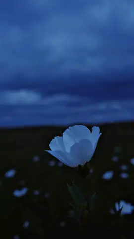 Dreams . . . . . . . . . . #fyp #parati #viral #bluehour #darkaesthetic #melancolia #paisaje #naturaleza #relaxing #videocinematografico