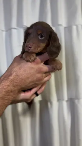 The tail \n#miniatures #minidachshund #dachshund #dachshunds #dachshundsofinstagram #dachshundlove #dachshundlife #doxie #doxieoftheday #doxieworld #doxies #doxiesofinstagram #doxielove #dog #dogsofinstagram #sausagedog #sausage #sausagedogfriends #puppy #puppylove #puppiesofinstagram #pupfluencer #instadaily #reels #reel #instagram