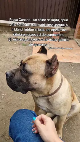 #🐶 #❤️ #creatorsearchinsights #foryou #fyp #for #dog #loveyou #presacanario 