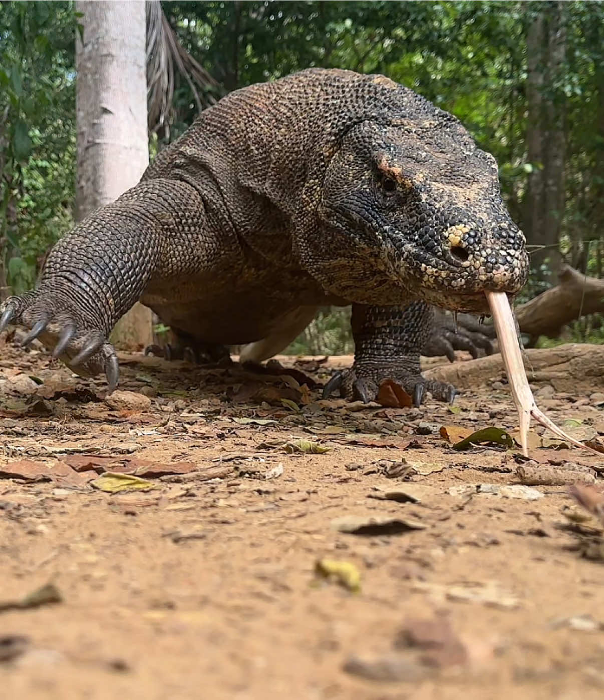 That’s a big lizard ! #komodo #indonesia #wildlifephotography #nature #travel 