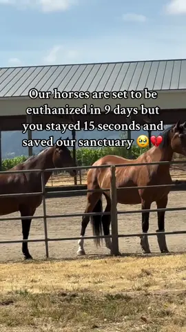Every kind comment would mean a world to me and all sanctuary animals #drafthorse #workhorse #rescue #horserescue #support #goviral #horse #rescuelife #viralvideo #help #horsegirl #horses #viralvideo 