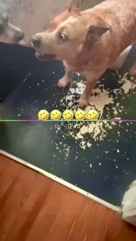 “Funny Talking Pets Compilation” #voiceover #dogsoftiktok #catsoftiktok #PetsOfTikTok #funnyvideos #animalsoftiktok 