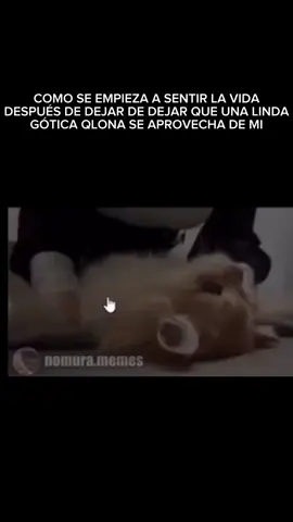 #CapCut #fyp #ñam #paratii #gotica #gatos 