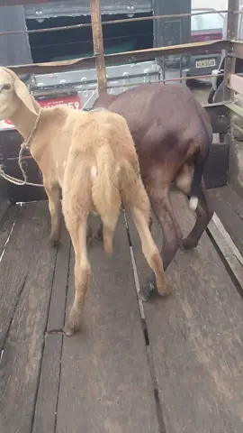 feira de Caruaru 