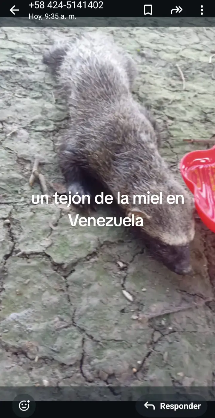 tejon de miel en Venezuela 