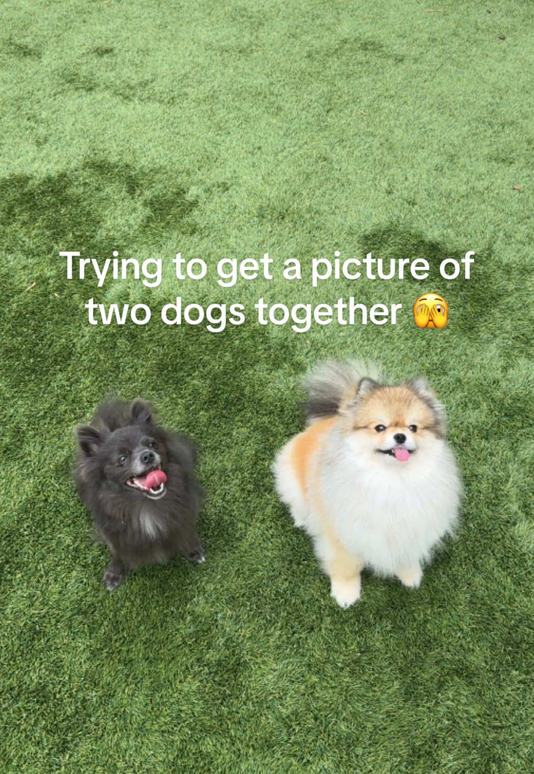Does anyone else struggle like this 🫣 #twodogs #pomeranian #dogphotos #sillydogs  