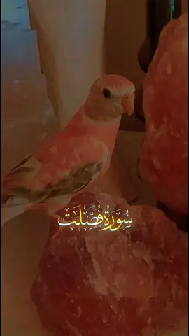 #اللهم_صل_وسلم_على_نبينا_محمد #foryoupage #foryou 