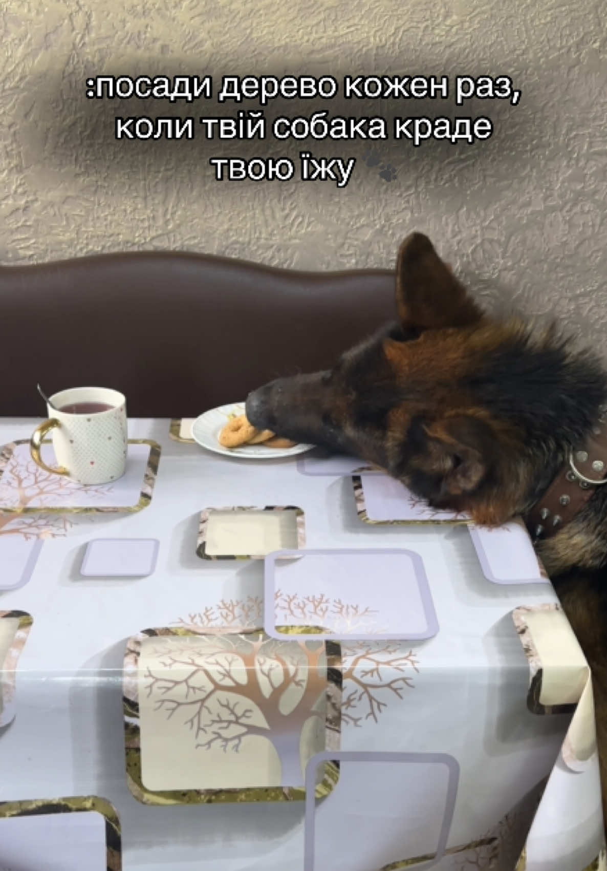 #dog #німецькавівчарка #немецкаяовчарка 