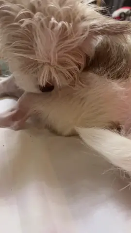 @ชลลี่ ศรีบรูพา🤍 #รีวิวของดีบอกต่อ ##เชื้อรา #ขี้เรื้อน 