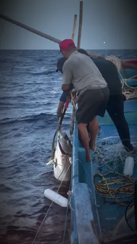 Cá cắn câu biết đâu mà gỡ 😅#danbien #canguvayvang 