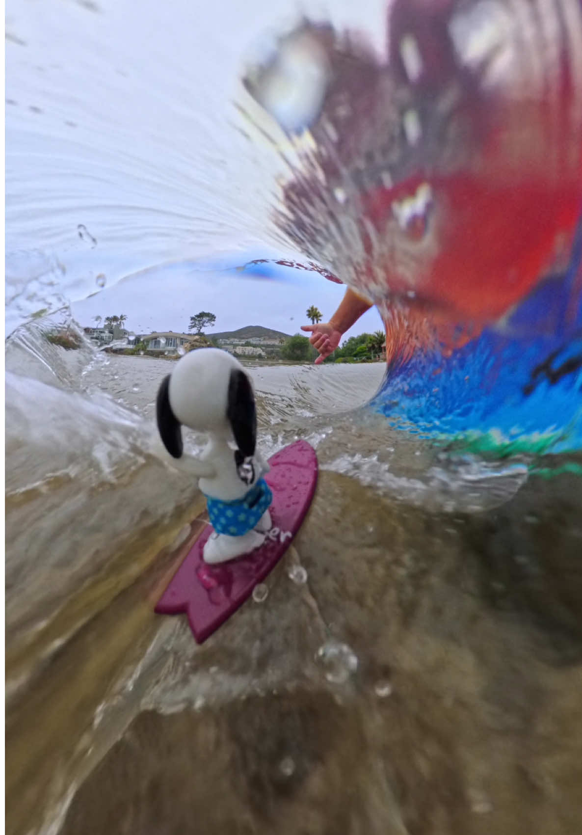 Snoopy had a vision! Making mini with @SoLagLocal .  Last of these maroon finger surfboards and skimboards are up on my tiktok shop linked in the video.  